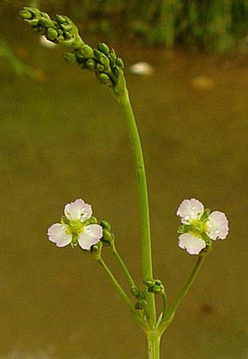 Common Water-plantain - Alisma plantago-aquatica. Image: John Somerville